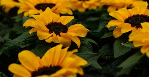 Yellow Sunflowers · Free Stock Photo