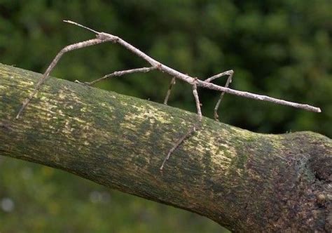 15 Amazing Camouflaged Animals | Stick insect, Walking stick insect ...