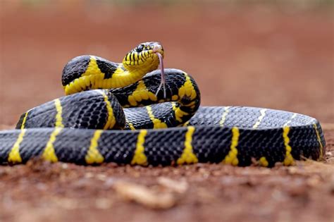 Premium Photo | Boiga dendrophila, yellow ring snakes