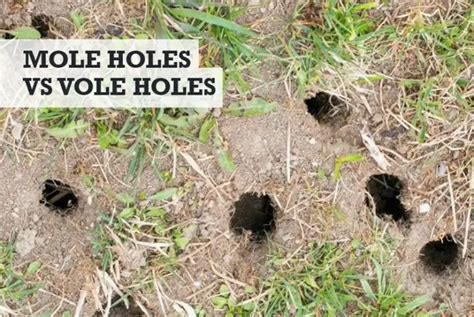 Mole Holes vs Vole Holes: What's the Difference