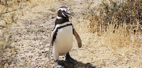 See penguins in Argentina in Puerto Madryn 🙌 | Howlanders