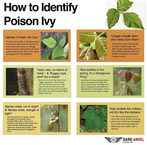 Poison Ivy Identification Chart