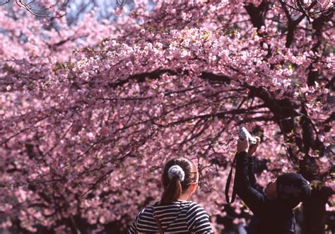 The 10 Most Beautiful Cherry Blossom (Sakura) Spots In Tokyo