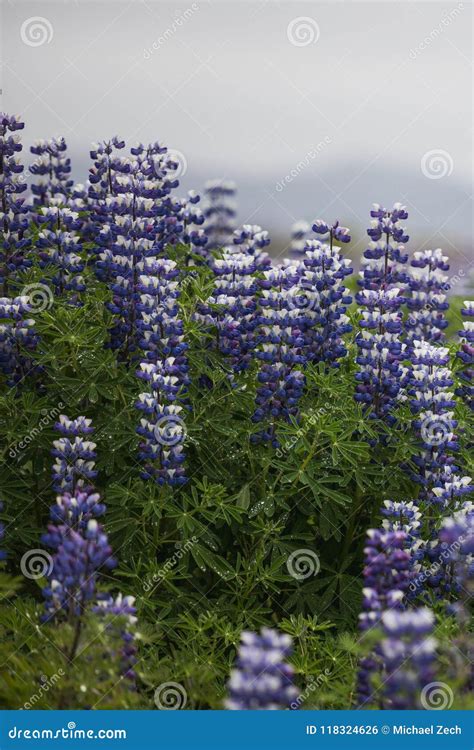 Close Up of a Lupine Flower Field on Iceland Stock Photo - Image of purple, lupine: 118324626