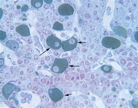 Gonadotropin | hormone | Britannica.com