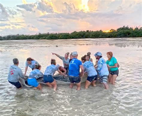 MANATEE RESCUE TEAMS SAVE INJURED SEA COW IN MARATHON