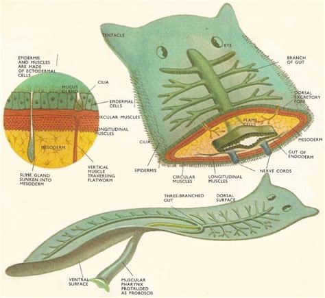 Flatworm Diagram