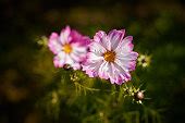 รูปภาพฟรี: มืด จักรวาล สีชมพู ดอกไม้
