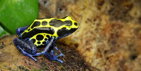 Poison Dart Frog Care Guide | Galápagos Reptile Gear