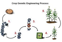 Making a Genetically Engineered Crop | CropWatch