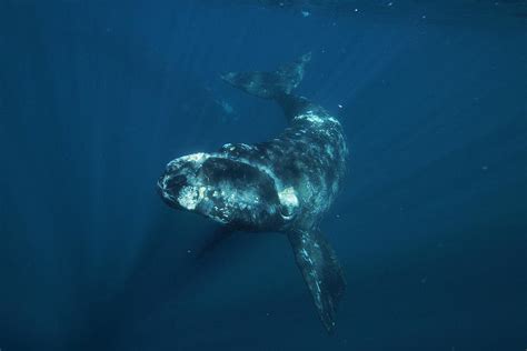 Southern Right Whale Calf Valdes Photograph by Hiroya Minakuchi | Fine ...