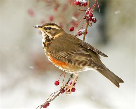 birds of europe | Birds, Colorful birds, Bird photo