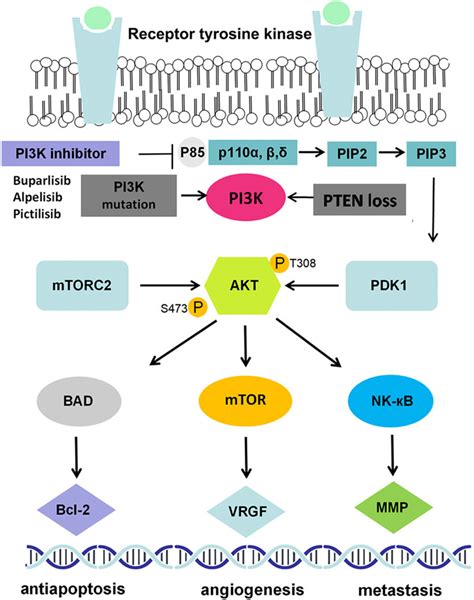 Frontiers | Activation of PI3K/AKT/mTOR Pathway Causes Drug Resistance ...