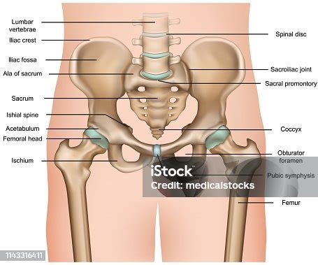 Human Pelvis Diagram