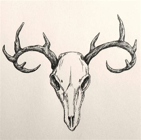 Deer Skull Sketch by Clockwork-Shadow on DeviantArt