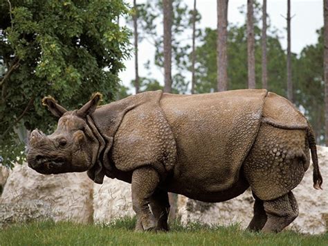 Badak Jawa (Rhinoceros sondaicus), Riwayatmu Kini... - Agrozine