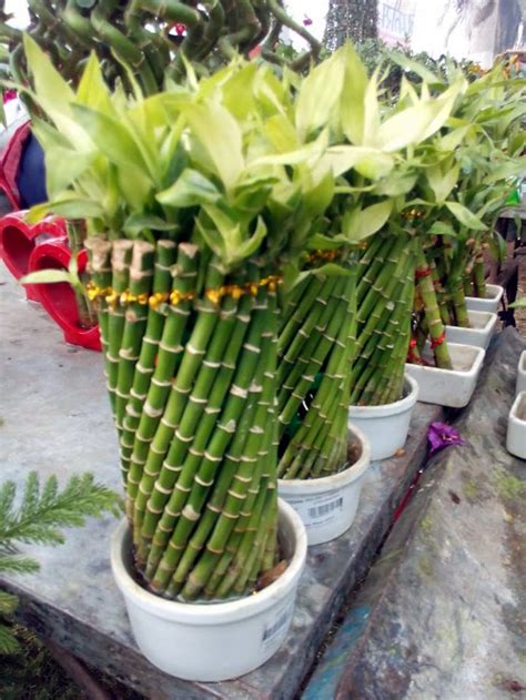 How to grow Lucky Bamboo plant | Lucky bamboo care | Trimming and shaping