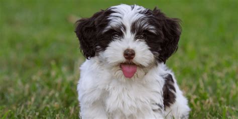 Havanese Poodle Mix