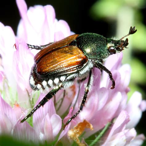 Japanese Beetle | How to identify and control