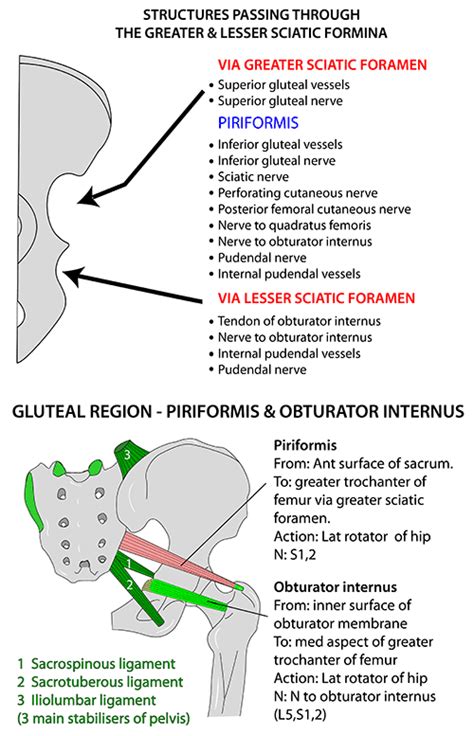 Instant Anatomy - Lower Limb - Areas/Organs - Gluteal (buttocks) - Sciatic foramina