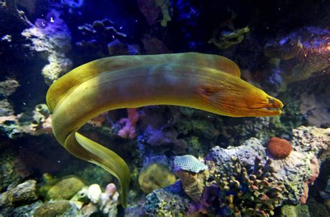 Moray eels make eerie appearance at Virginia Living Museum - Daily Press