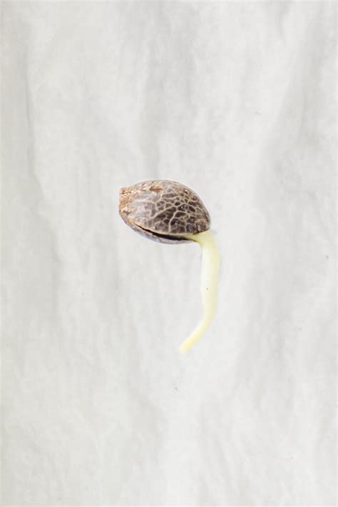 How to germinate Cannabis seeds: a guide for beginners