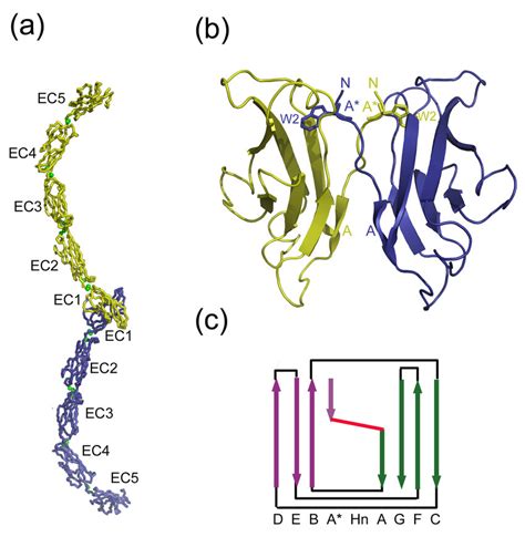 Cadherin domain topology and architecture. (a) X-ray crystal structure... | Download Scientific ...