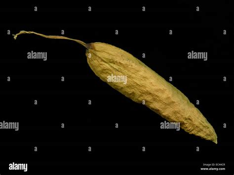 trumpet flower seed Stock Photo - Alamy