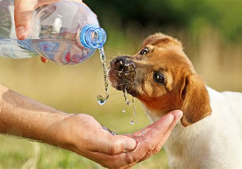 How to protect your pets from heat stress - UQ News - The University of ...