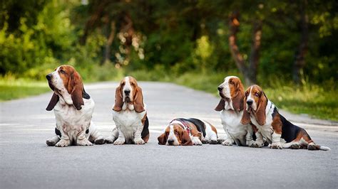 Basset Hound Training Guide | Our Deer