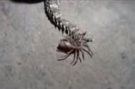 VIRAL VIDEO: Snake with a spider for a tail