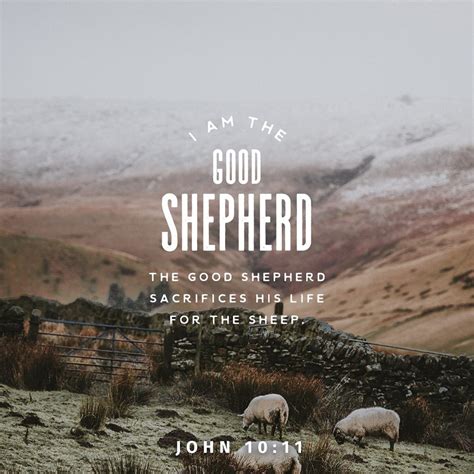 “I am the good shepherd. The good shepherd lays down his life for the sheep. - J...