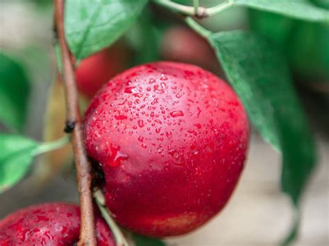 Potted Nectarine Tree Care - How To Grow A Nectarine Tree In A Pot ...