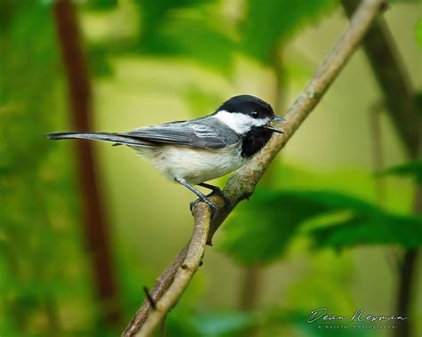 Carolina Chickadee - Dean Newman Photography