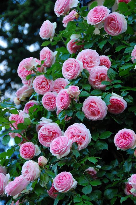 50 Climbing rose flower rose plant fresh live plant rose | Etsy