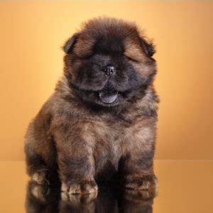 45+ Teacup Panda Chow Chow Puppies For Sale - l2sanpiero