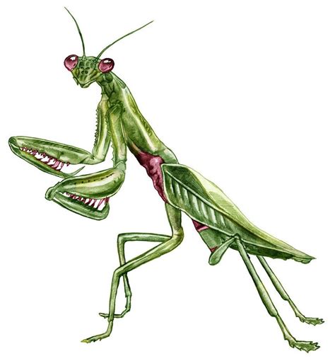 Praying Mantis Drawing | Wallpapers Gallery | Mantis tattoo, Praying mantis, Insect tattoo