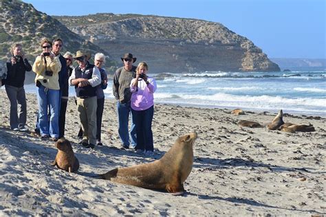 Full day Seal Bay Experience departing from Kangaroo Island (Feb 2024)