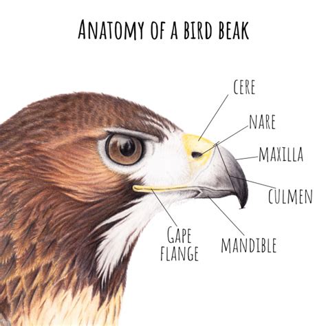 Bird Anatomy: Beak - World of Birds