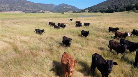 Cattle Roaming Freely in Open Range in thousands of square miles in San Diego California, 4K ...