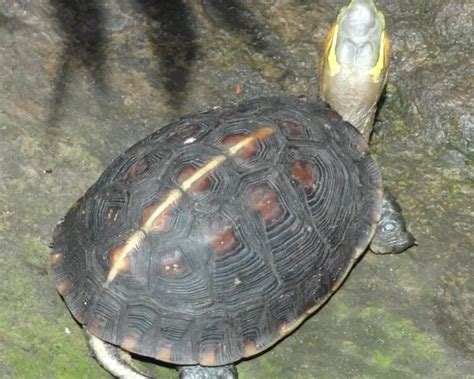 Chinese box turtle - Facts, Diet, Habitat & Pictures on Animalia.bio