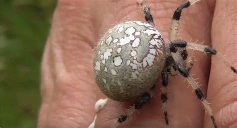 What Does Spider Poop Look Like?+Pictures - Amphibian Life