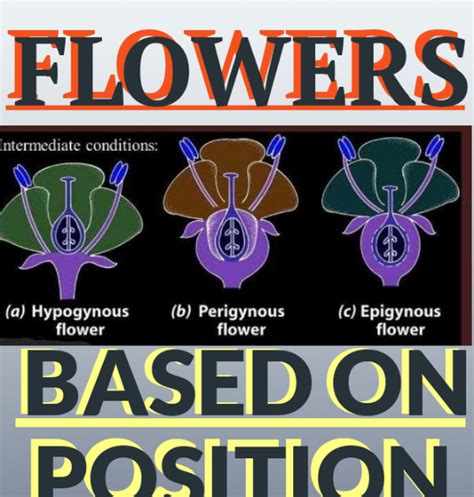 Forms of Thalamus in Flower