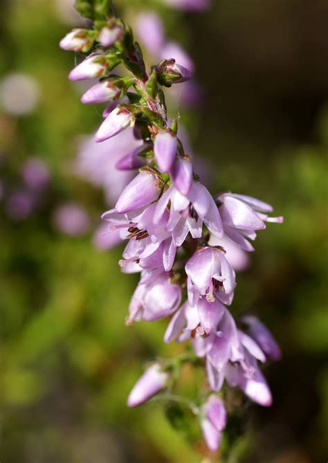 Calluna vulgaris (Scotch Heather, Scottish Heather) | North Carolina ...