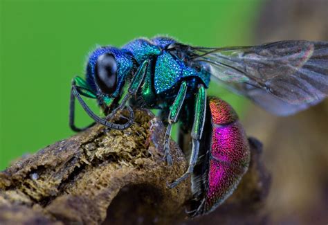 33/150: Brilliant, metallic, and kleptoparasitic: the cuckoo wasp is not your everyday wasp – BIObus