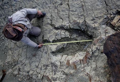 Giant dinosaur footprint discovered in Bolivia | Globalnews.ca