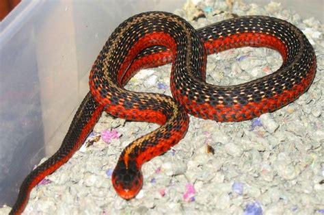 85 best images about Snake Morphs on Pinterest | Black mamba, Python ...