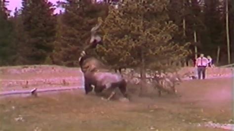 Bison Attacks Man - YouTube