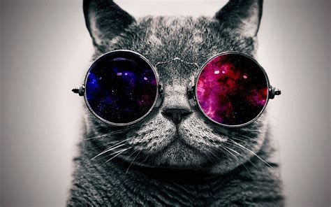 Cool Cat HD Wallpaper - WallpaperSafari