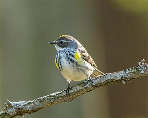 Photographing Yellow Rumped Warblers on Our New Deck | Welcome to ...